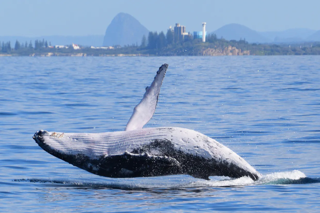 20% OFF Whale Watching