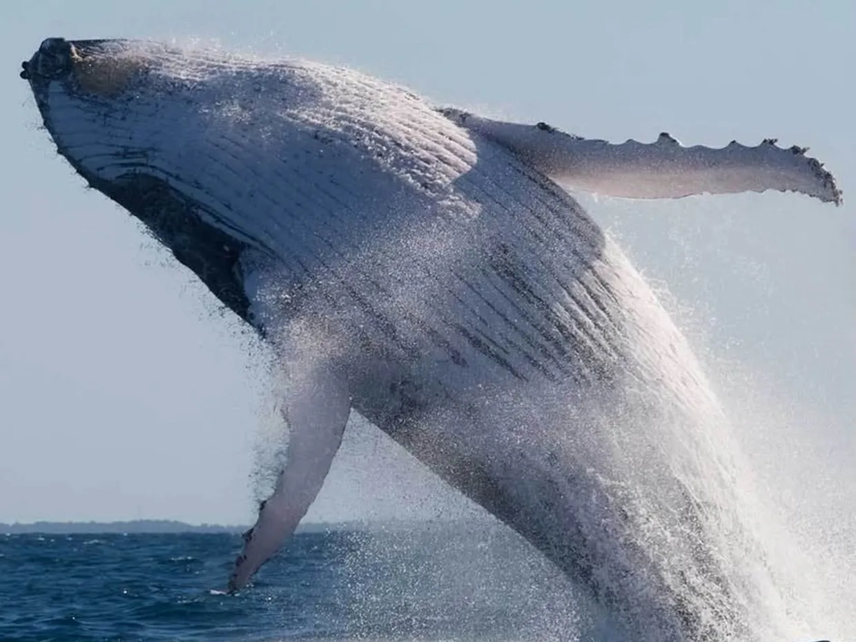 10% off Whale Watching
